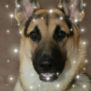 Meet your Posher, Bobbie